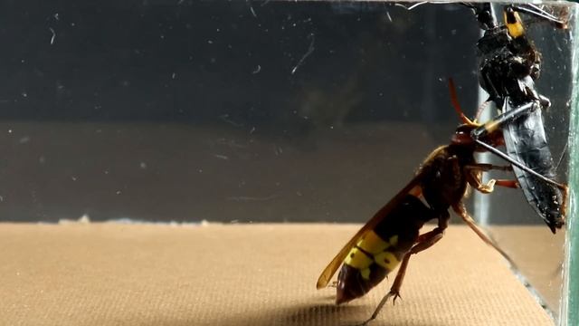 UNUSUAL! ASIAN WASP is very CURIOUS about the KILLER BUG смотреть онлайн
