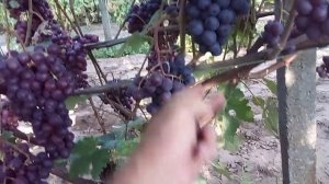 виноград Клубничный и Блондинка ранняя на 12. 08. 2021 г.