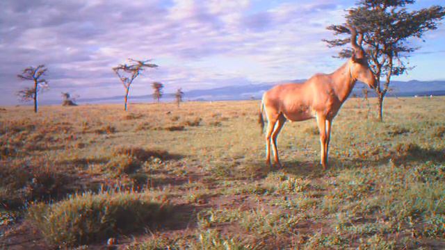 Kongoni Group On Camera Trap