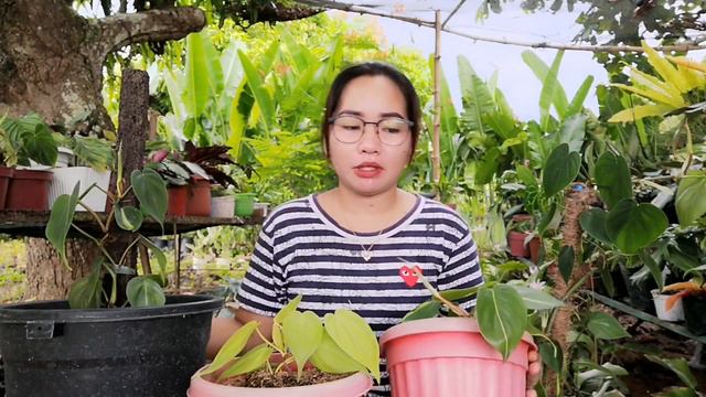 SIKRETO KUNG PAANO ALAGAAN PHILODENDRON HEARTLEAF/BRASIL/NEON HEARTLEAF|Grace J. M смотреть онлайн