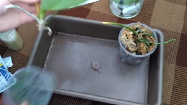 Больные ампельные рыжики... дела идут хуже ((( смотреть онлайн