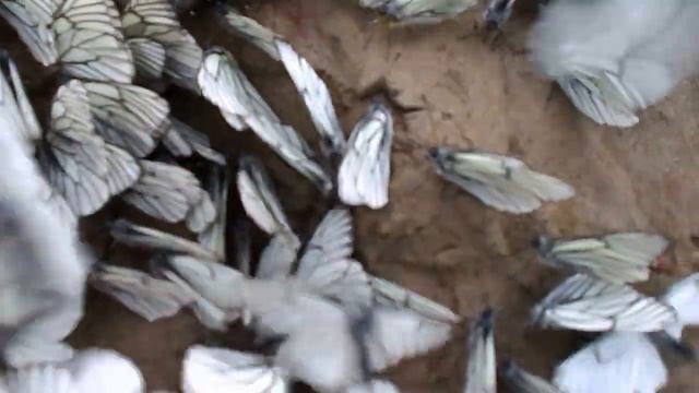 бабочка боярышница смотреть онлайн
