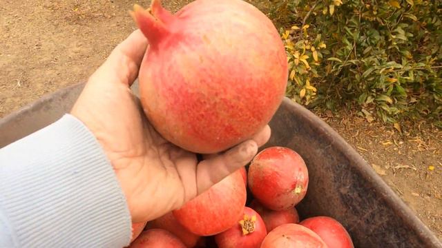 Полный сбор гранатов так как начинается сезон дождей. смотреть онлайн