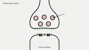 Нейрон: строение, функции, виды. Синапсы