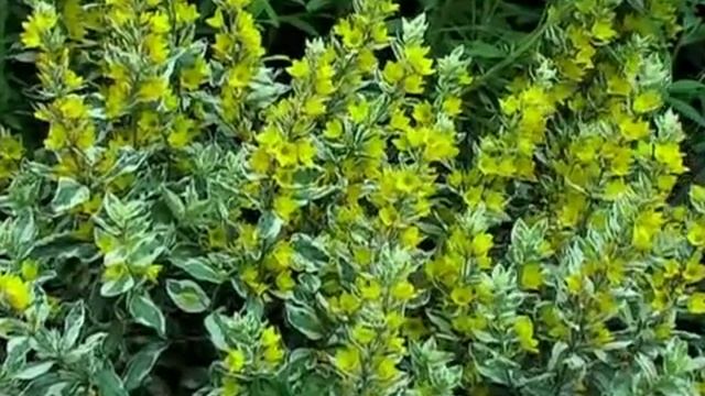 Вербейник. Многолетние цветы. смотреть онлайн