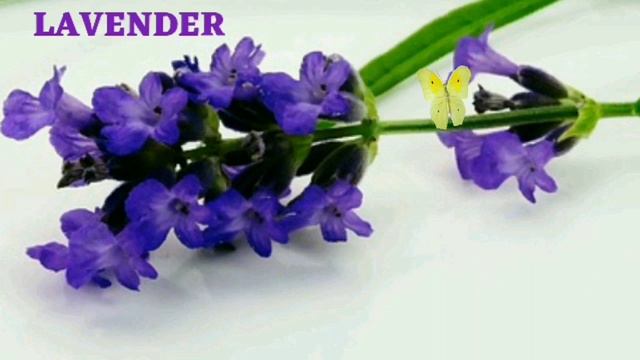 260 FLOWERS NAME IN ENGLISH #flowersname #flowersnameinenglish смотреть онлайн