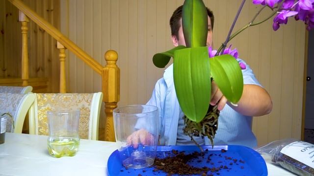 Пересадка орхидеи в домашних в условиях пошагово. Цветущая орхидея видео. смотреть онлайн