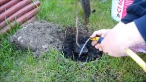 как посадить магнолию/how to plant a magnolia