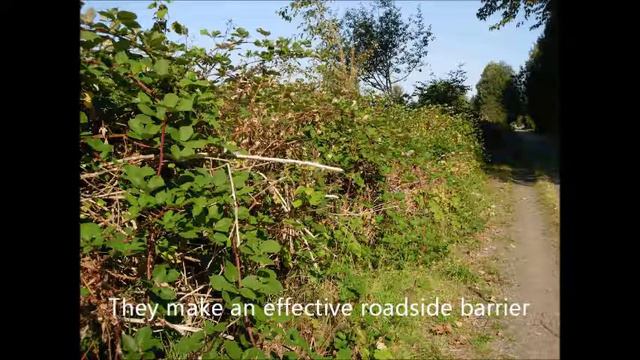 How to remove invasive weed Himalayan blackberry (Rubus armeniacus) смотреть онлайн