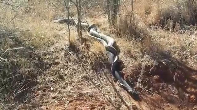 African Rock Python mating смотреть онлайн