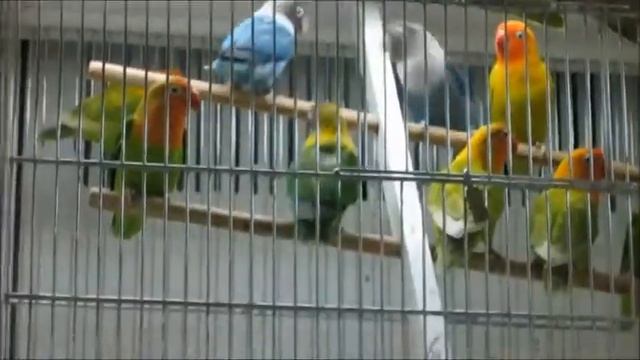 Попугаи .в зоомагазине смотреть онлайн