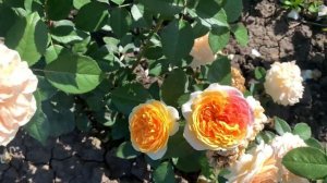 «Золотой» Чиппендейл Голд