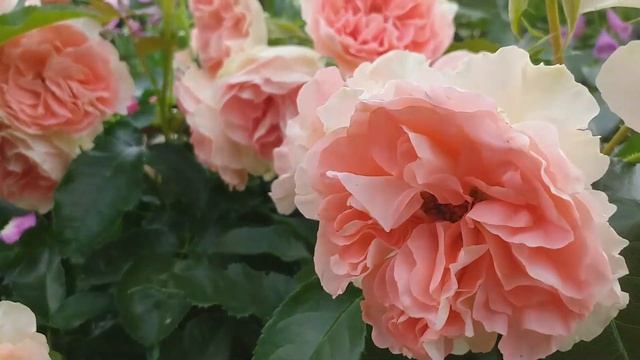 Прелестная РОЗА ДЖЕТ СЕТ обзор ХРОНИКА развития смотреть онлайн