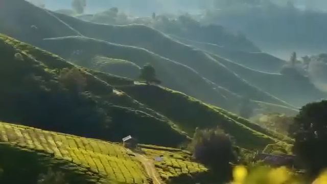 Чаи TeaVitall AnyDay от GREENWAY смотреть онлайн