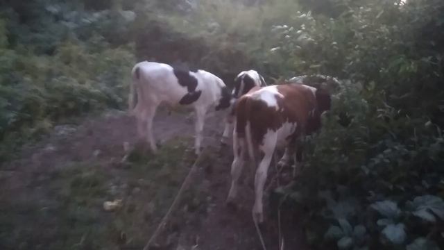 Подкормка для быков смотреть онлайн