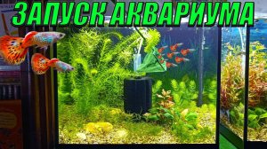 Запуск аквариума 30 литров