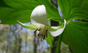 Триллиумы (лат. Trillium) РЕЛАКС ТЕРАПИЯ ИМПРОВИЗАЦИЯ композитор Виктор Анохин #музыка #piano #цветы