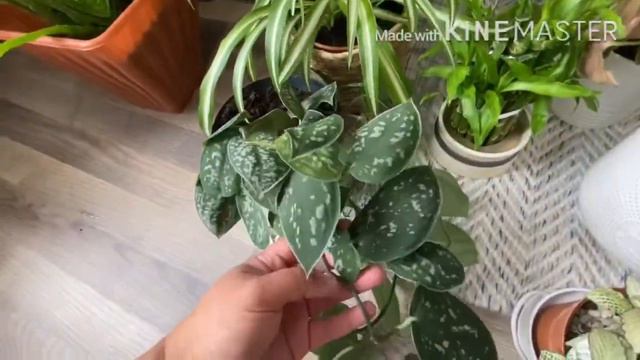 Houseplant Collection | Indoor Plants🌱☘️
