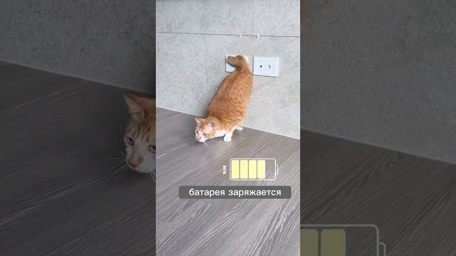 1000002215.mp4 смотреть онлайн