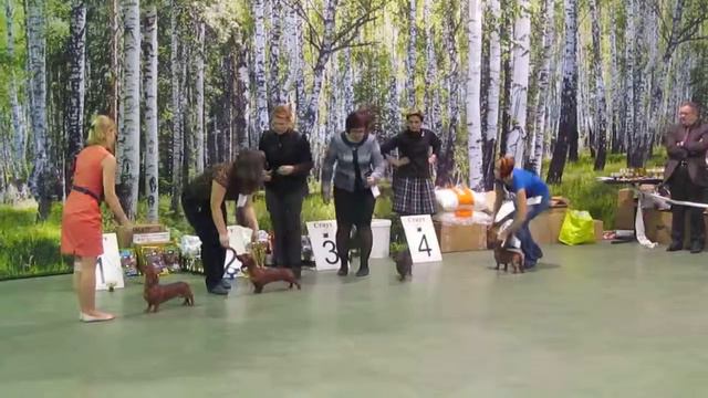 Всероссийская монопородная выставка "Аллель" 10.11.2013 смотреть онлайн
