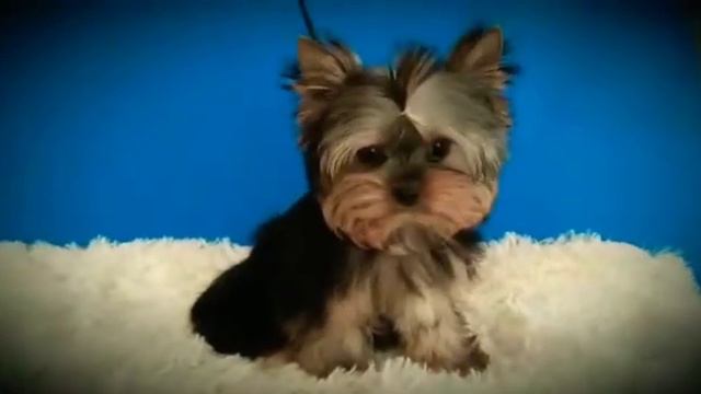 Питомник кане пер ла вита, www.dog-mini.ru смотреть онлайн