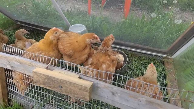 Спасаем птицу от жары. Выгул для гусят смотреть онлайн