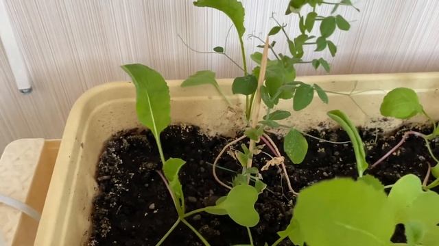 Огород на балконе после паутинного клеща) выжило ли что-то?) смотреть онлайн