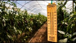 Оптимальная температура и влажность в теплице