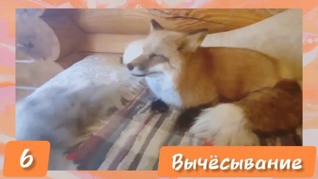 ЛИСЯО. Алиса - Лиса. Что спасло кухню от разгрома?