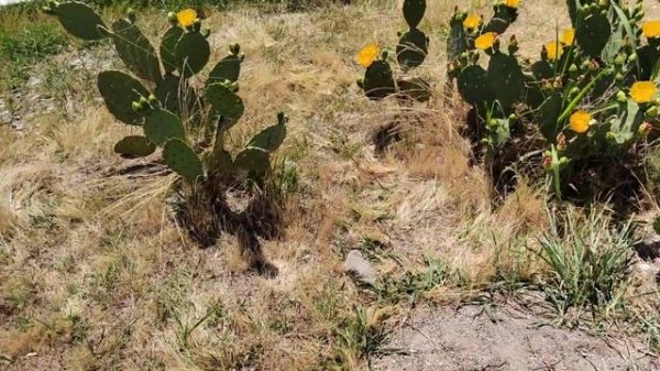 Цветёт кактус.