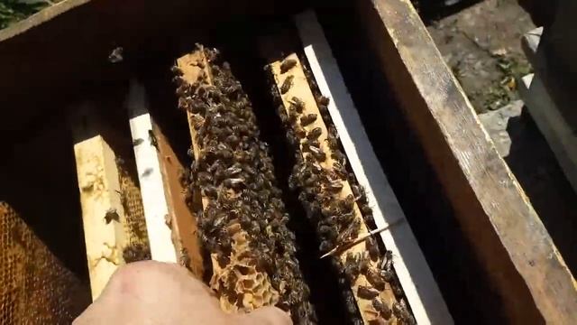 Пчёлы!!! Одно рамочные!!!! Подсиливаем расплодом! смотреть онлайн