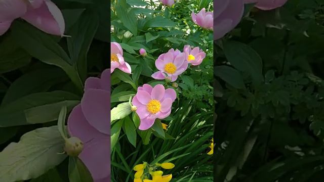 Пион Очарование из семян смотреть онлайн