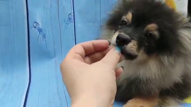 Чёрно-подпалый мальчик Шпиц смотреть онлайн