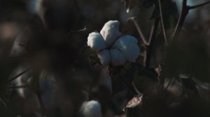 В Будённовском районе началась промышленная уборка хлопка