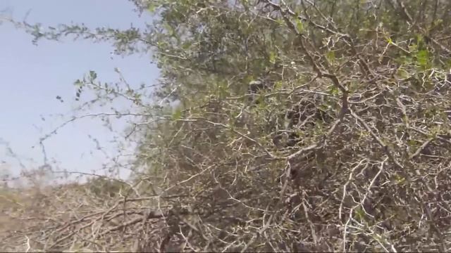 КОЗЫ НА ДЕРЕВЬЯХ / GOATS ON TREE смотреть онлайн