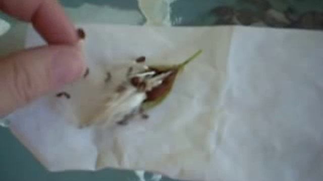 Milkweed Seed Monarch Butterfly смотреть онлайн