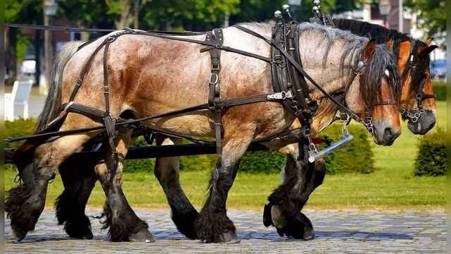 А что же такое лошадиная сила смотреть онлайн
