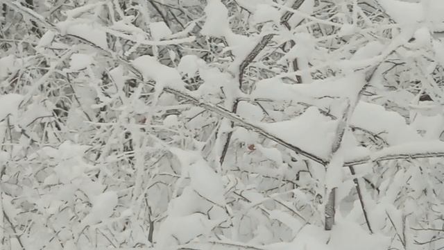 Охота с русскими гончими Затейка и Ураган 1.5 г 2022 год смотреть онлайн