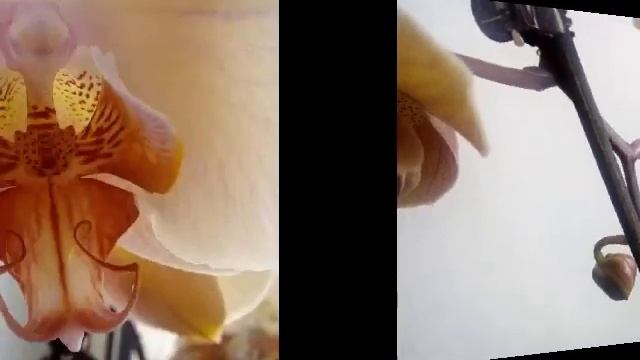 Орхидея . Леди мармелад смотреть онлайн