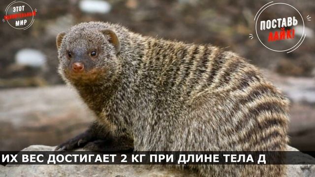 Полосатый Мангуст: Рикки-Тикки-Тави, который дружит с Бородавочником и сражается со змеями смотреть онлайн