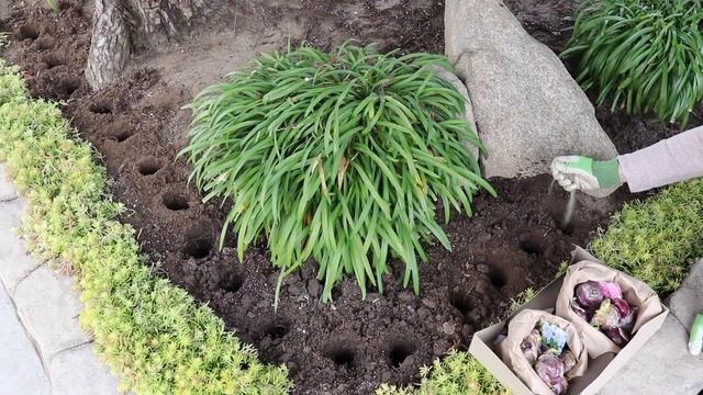 Planting Heuchera, Hakonechloa, & Hyacinth Bulbs ??~ Birdhouse Garden