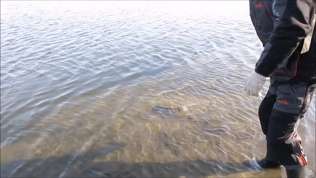 Река Москва, весенний отчет о рыбалке на спиннинг 26.03.2016 / ловим на твистер судака и окуня смотреть онлайн