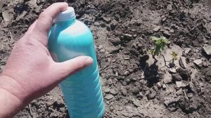 Купроксат (первая фунгицидная обработка)