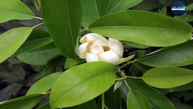 Top 10 Fragrant Houseplants смотреть онлайн
