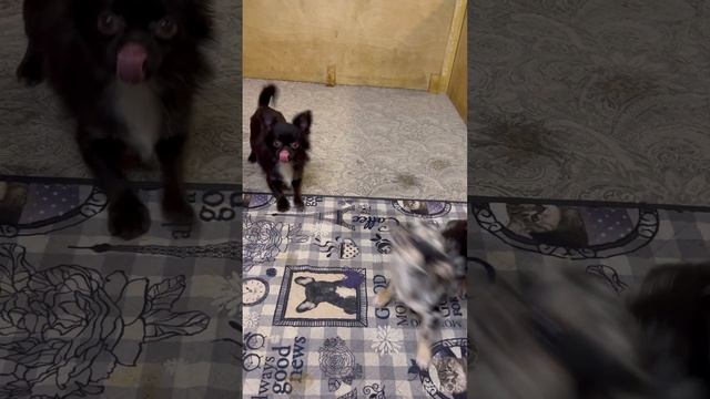 Шоколадная зайка ??? смотреть онлайн
