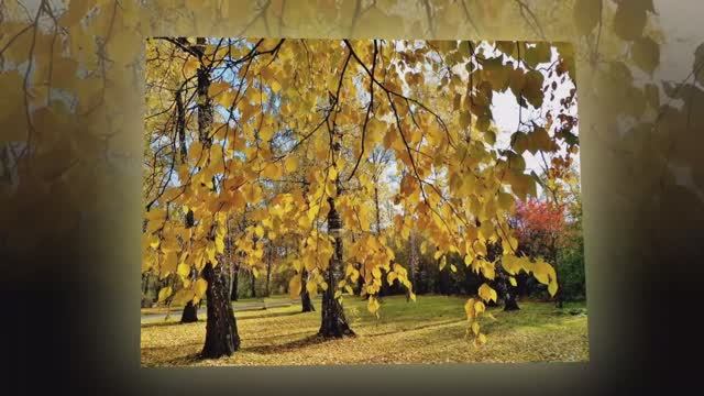 Березы России. смотреть онлайн