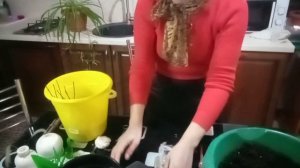 Гортензия с валдберис  что делать дальше?.