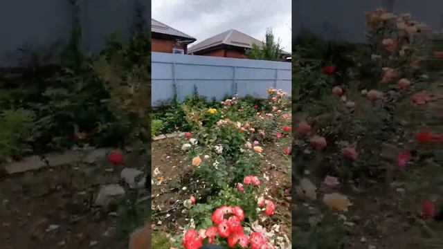 п.Пригородный, СНТ Лотос, Черешневая 2 смотреть онлайн