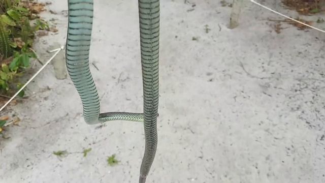 Cobra-parelheira, Philodryas patagoniensis | Biólogo Henrique смотреть онлайн