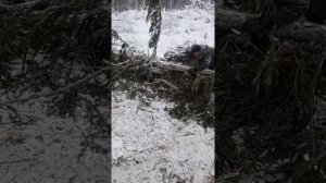 тдт-55 трелёвка леса
